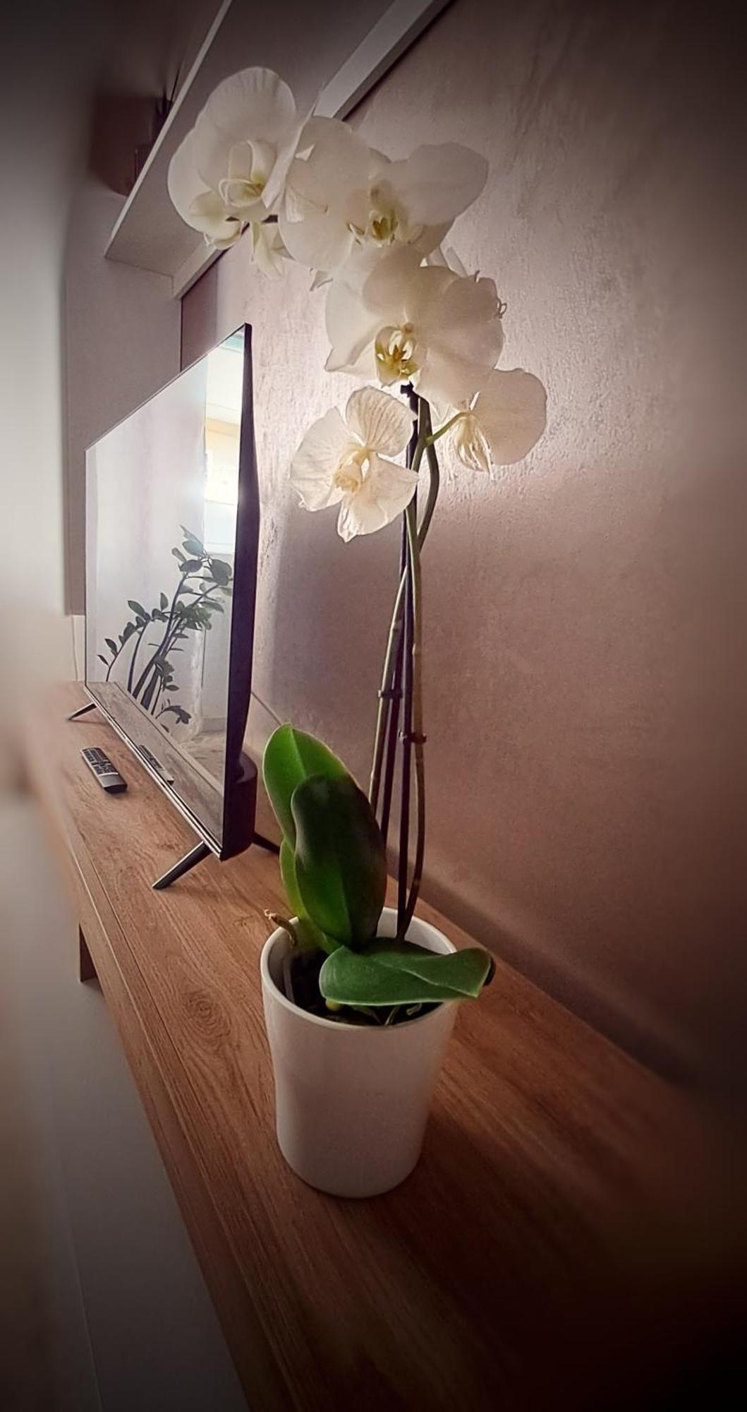 Roma Bema Apartment - Charme E Relax A Due Passi Dal Vaticano Екстер'єр фото